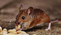 24 Hour & Emergency Exterminators in Pine Mountain Club, CA